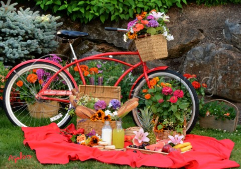 1673Red BicyclePicnic
