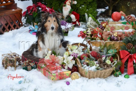 4346Christmas Presents with Sheltie dog Bill