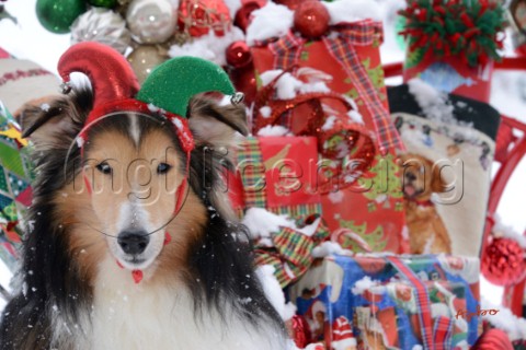 4938Christmas Presents with Sheltie dog on Snow