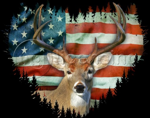 USA Stag variant 2