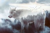 White Wolf_Yellowstone